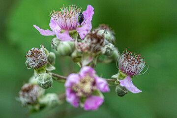 bee on thistle