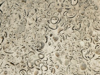 Nature shell stone texture with visible inclusions of shells. Texture of natural shell rock as a background. Close-up. Coquina wall texture. wall in the holes.