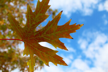 Fototapeta premium autumn maple leaf and blue sky
