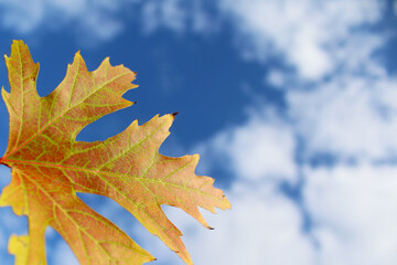 autumn leaves on blue
