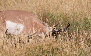 Pronghorn Antelope Buck in Wyoming in Autumn