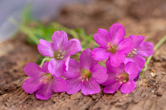 Pink Geranium endressii, commonly called Endres cranesbill or French cranesbill in flower.