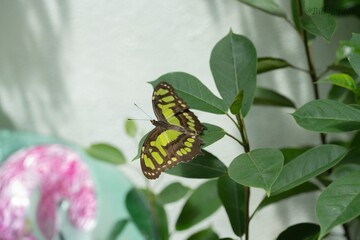 butterfly on a flower