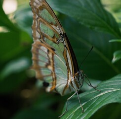 butterfly on leaf