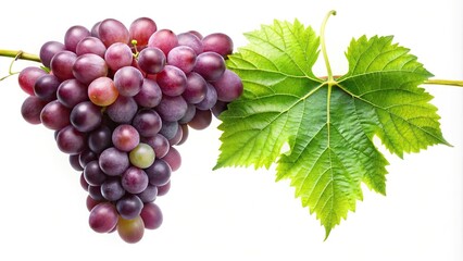 Obraz premium Grapes and green leaf hanging from vine on white background