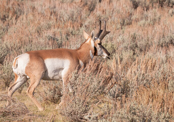 Pronghorn Antelope Buck in Wyoming in Autumn