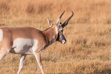 Pronghorn Antelope Buck in Wyoming in Autumn