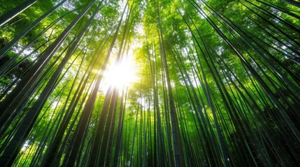 Fototapeta premium Magical Sunlit Forest Landscape with Lush Green Foliage and Towering Bamboo Trees