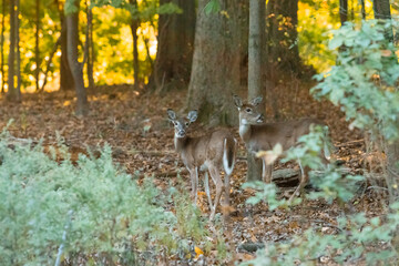A pair of young white-tailed deer does stand in the woods during autumn in New Jersey