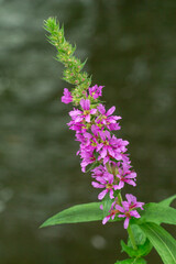 Common river loosestrife - Purple Loosestrife Lythrum Salicaria on the watersedge of Earlswood Lake