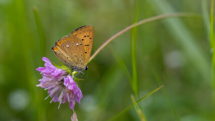 Scarce copper - Lycaena virgaureae