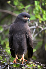 Hawk standing on tangled branches with a blurred green background in portrait orientation