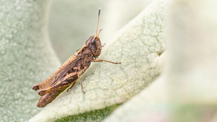 Common field grasshopper - Chorthippus brunneus