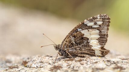 Great Banded Grayling - Kanetisa circe (Brintesia circe)