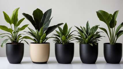Obraz premium Elegant arrangement of five assorted potted houseplants against a soft neutral background on display.