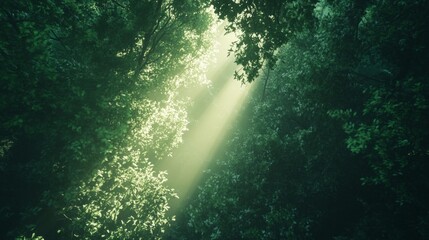 Fototapeta premium Sunlight breaking through the dense canopy of a lush green forest. Ideal for nature, environmental conservation, and tranquility themes.