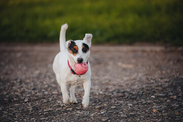 A playful dog joyfully runs with a pink rubber ball on a gravel path during golden hour