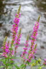 Common river loosestrife - Purple Loosestrife Lythrum Salicaria on the watersedge of Earlswood Lake