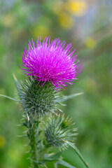 Thistle Cirsium vulgare aka Bull thistle, Nodding thistle, Milk thistle natural environment