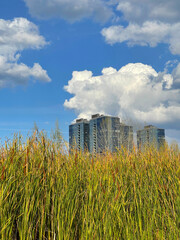 Contrast in a modern city: skyscraper from a reed-covered beach. Kazan, Russia