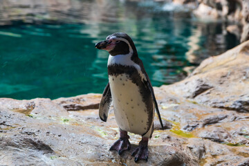 Fototapeta premium Pingüino 