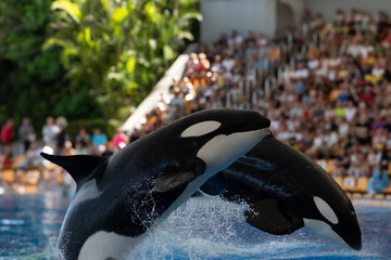 Orca en cautiverio  © Francisco