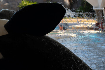 Orca en cautiverio 