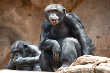 Trance de Chimpancé 