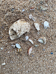 Seashells and Coral on Sandy Beach