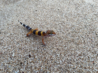 Leopard Gecko Walking on Gravel, Reptile Pet, Small Lizard, Close Up
