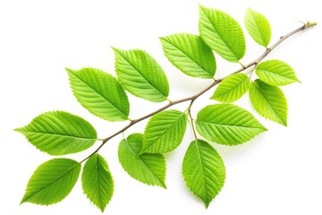 Fototapeta premium Green leaves with branch at a tilted angle isolated on white background