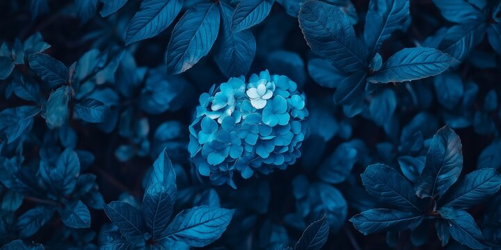 A striking blue hydrangea stands out amid an array of dark blue foliage. - Powered by Adobe