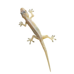 House gecko (Hemidactylus) in Thailand isolated on white background