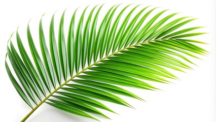 Obraz premium Green palm leaf isolated on white background