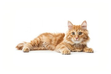 Obraz premium Ginger cat mammal animal kitten.