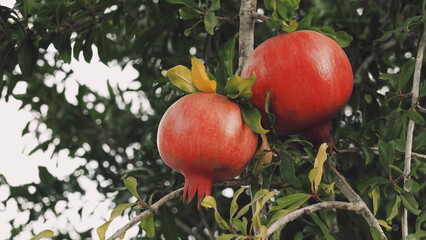 Pomegranates Tree Closeup Lush Green Red Fruit Natural Colors