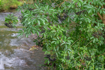 Grow black elderberry in river background y juicy, vitamin-rich berries from the seasonal harvest. Use the healing properties of elderberries for natural