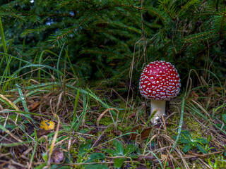piękny okażą muchomora czerwonego rosnącego przy młodym świerku © Kamil_k2p