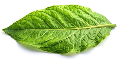 Obraz premium Green Tobacco leaf isolated on white background