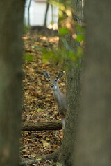 A young, white-tailed deer doe pops out from behind a tree in the woods in New Jersey during fall