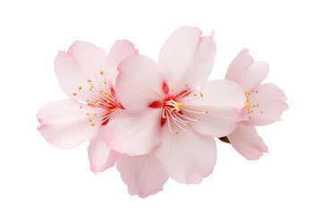 Fototapeta premium Detailed close-up of a sakura flower in full bloom, with focus on the delicate petal edges and subtle color variations, isolated on a white background