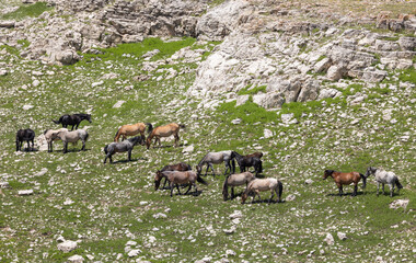 Wild Horse in the Pryor Mountains Montana in Summer