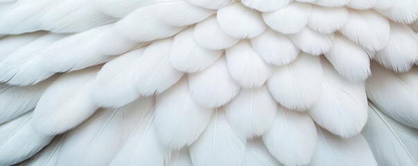 Elegant detail of white bird plumage, ideal for conveying themes of spirituality and serenity in a creative banner