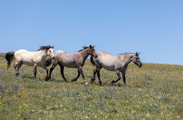 Fototapeta premium Wild Horse in the Pryor Mountains Montana in Summer