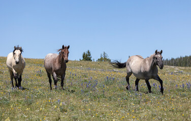 Wild Horse in the Pryor Mountains Montana in Summer