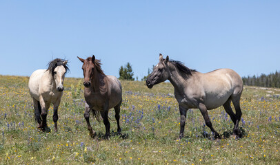Obraz premium Wild Horse in the Pryor Mountains Montana in Summer