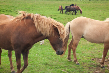 Obraz premium Icelandic Horses