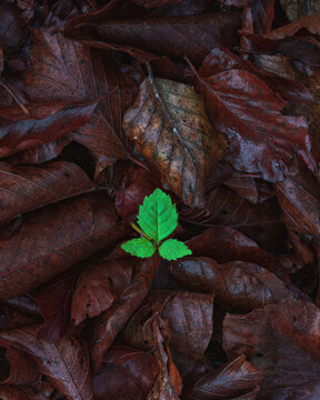 Autumnal Leaves