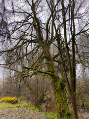 The old tree in foggy autumn forest