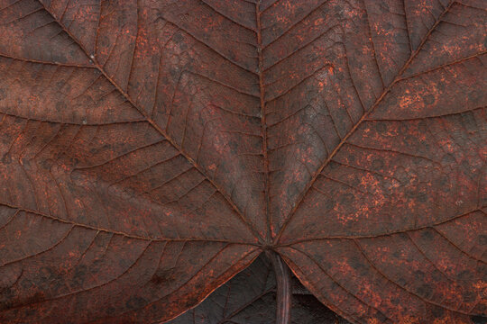 Autumnal Leaves